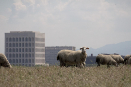 video still La friche, la galaxie, Michel Couturier 2022. Video 4K 9'50. © Michel Couturier video still La friche, la galaxie, Michel Couturier 2022. Video 4K 9'50. © Michel Couturier
